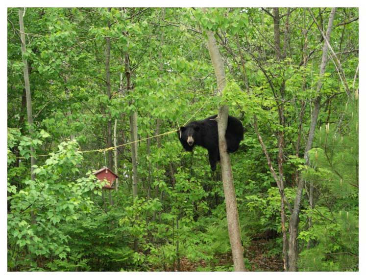 bear in tree attempting to get bird-feeder