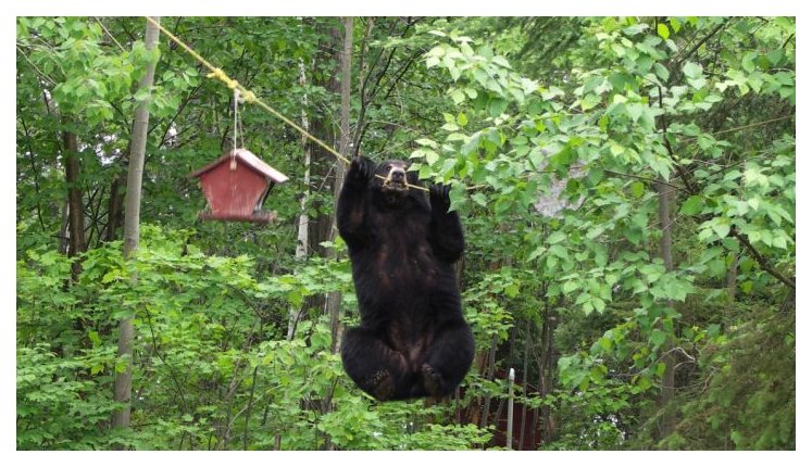 bear in tree attempting to get bird-feeder