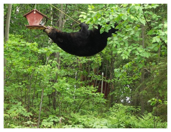 bear in tree attempting to get bird-feeder