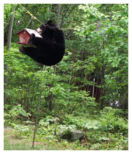 bear that snatched a bird-feeder